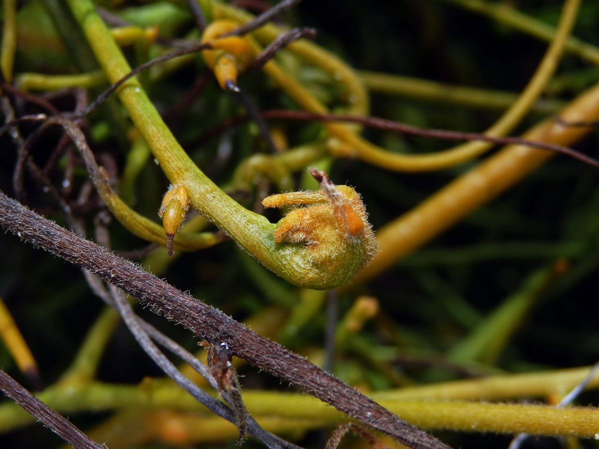 Hálky na Cassytha filiformis L.