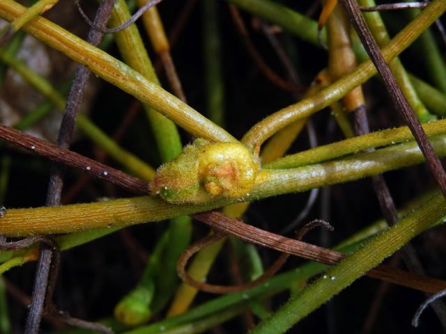 Hálky na Cassytha filiformis L.