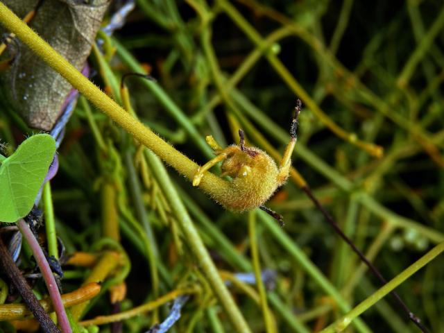 Hálky na Cassytha filiformis L.