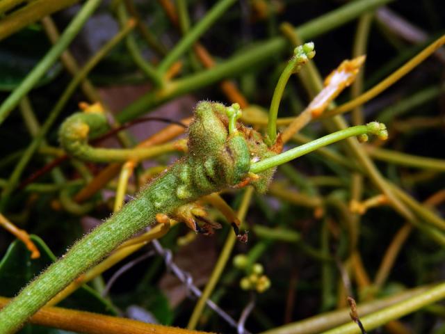 Hálky na Cassytha filiformis L.