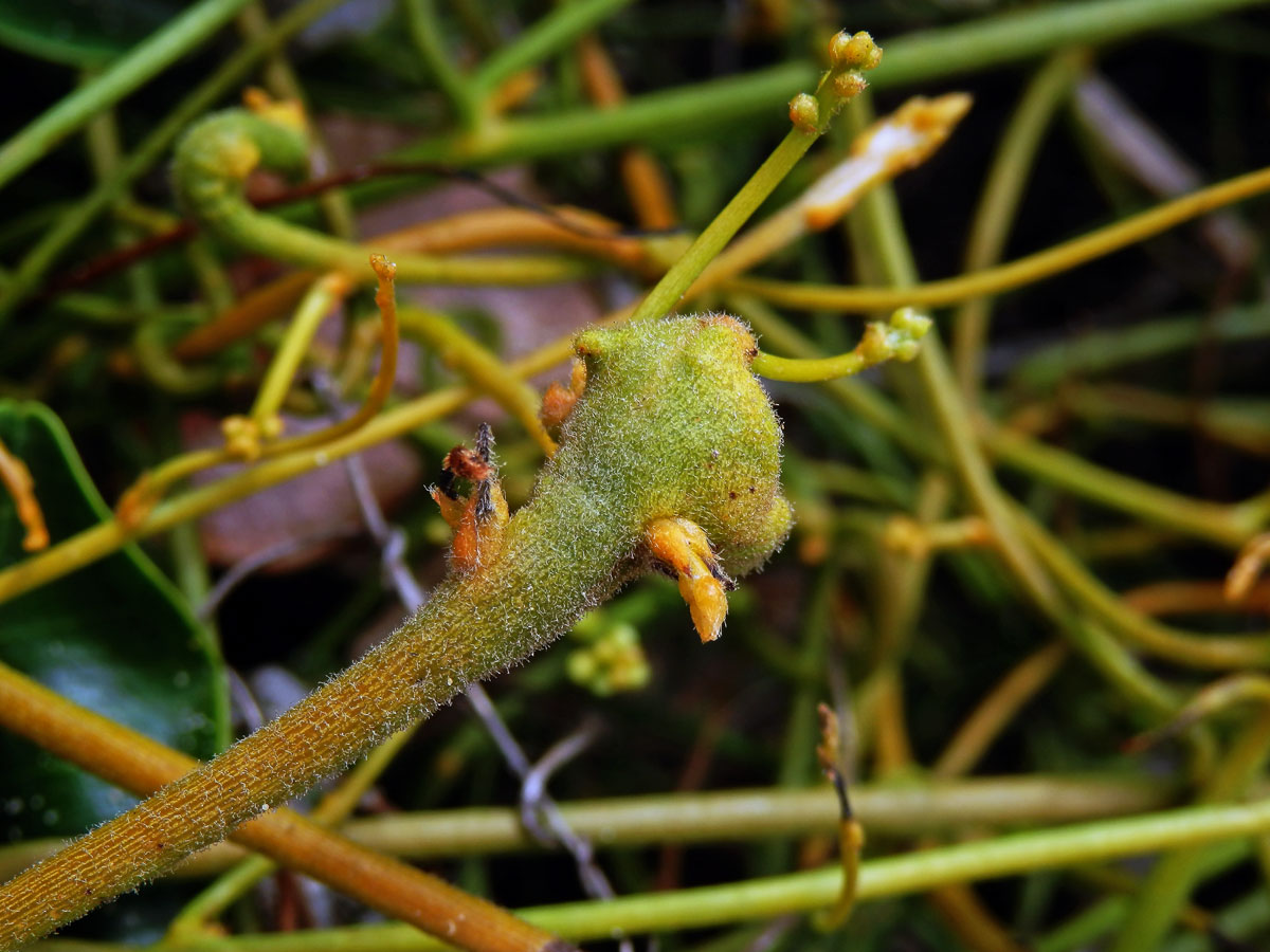 Hálky na Cassytha filiformis L.