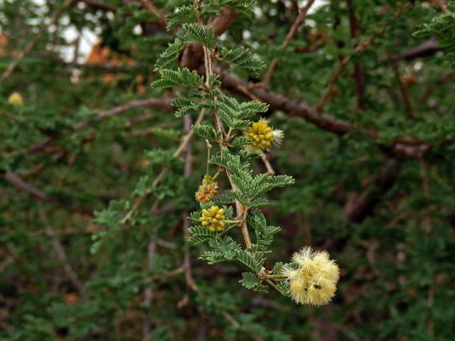 37_Bobovité: Akácie (Acacia)