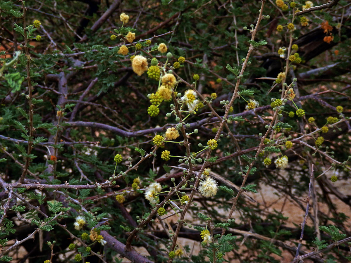 37_Bobovité: Akácie (Acacia)