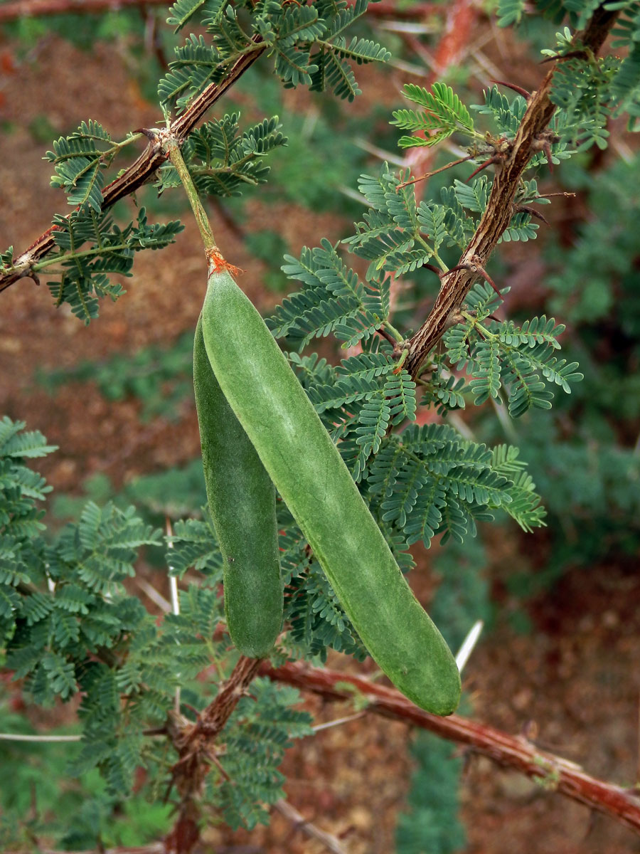 37_Bobovité: Akácie (Acacia)