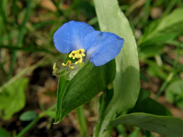 Křížatka obecná (Commelina communis L.)