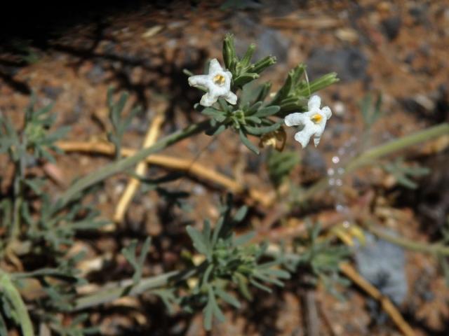 Chascanum pinnatifidum (L. f.) E. Mey.