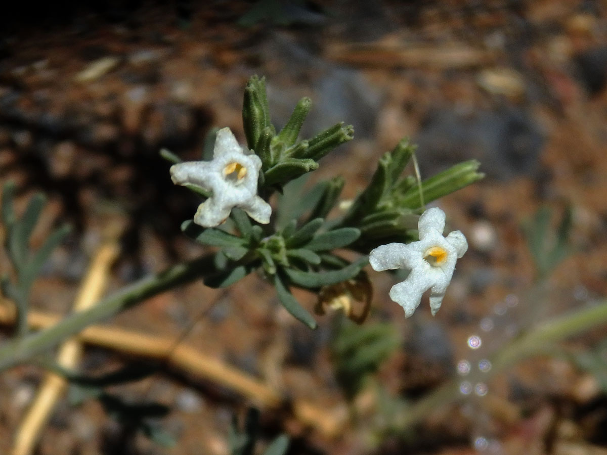 Chascanum pinnatifidum (L. f.) E. Mey.