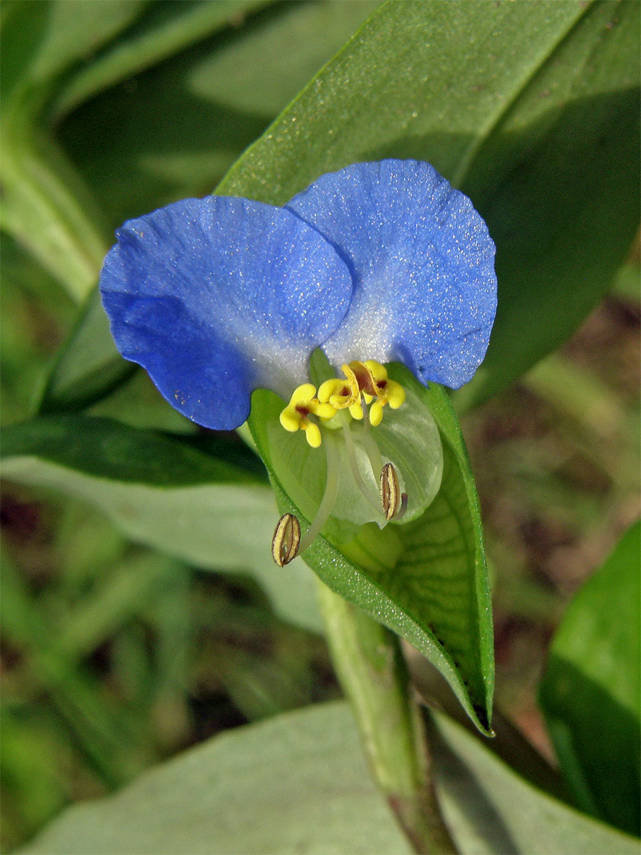 Křížatka obecná (Commelina communis L.)