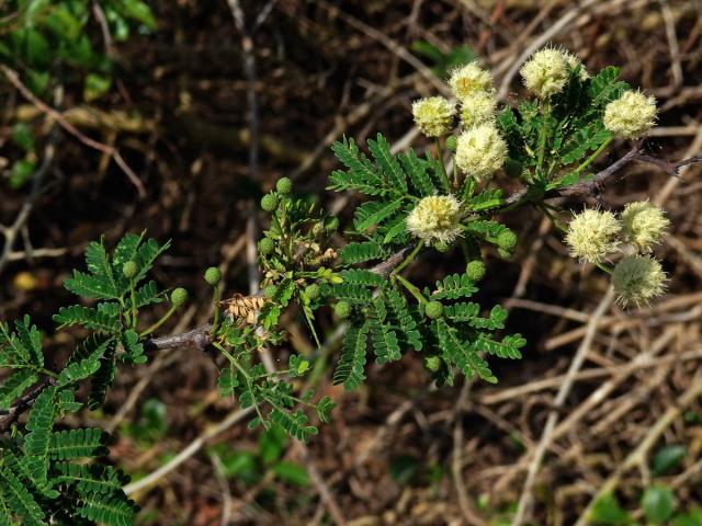 38_Bobovité: Akácie (Acacia)