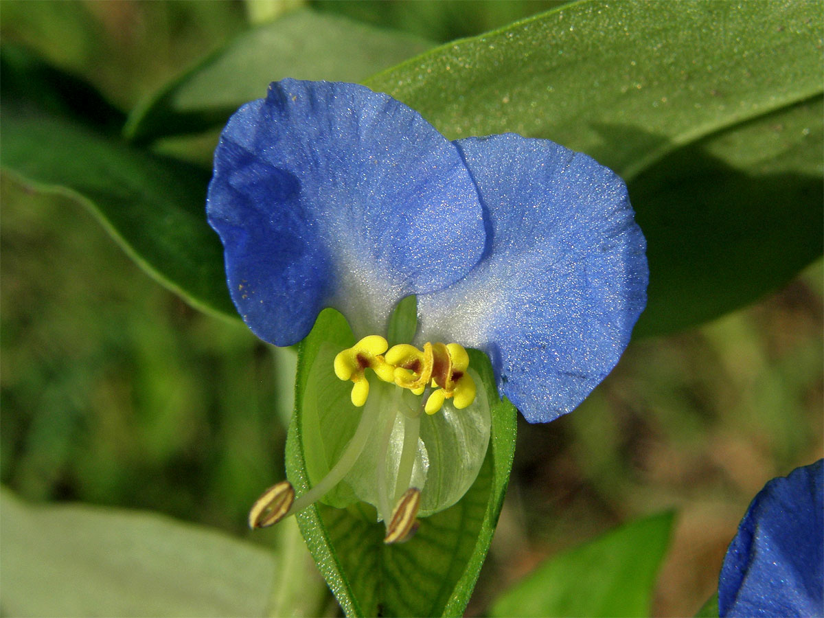 Křížatka obecná (Commelina communis L.)