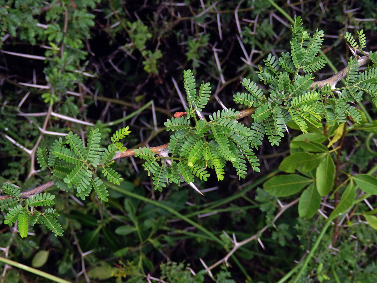 38_Bobovité: Akácie (Acacia)