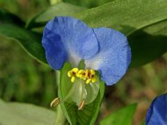 Křížatka obecná (Commelina communis L.)