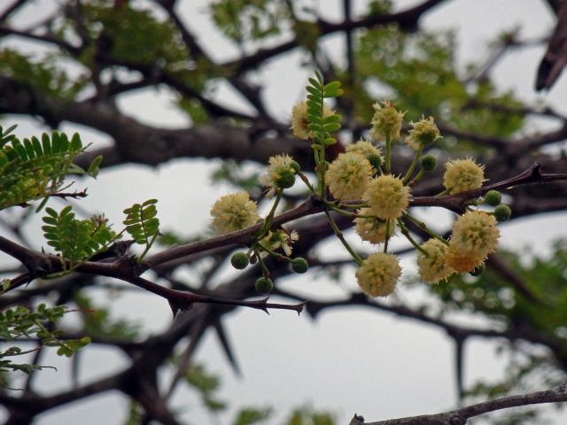 38_Bobovité: Akácie (Acacia)