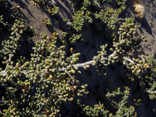 Ceraria namaquensis (Sond.) H. Pearson & Stephens