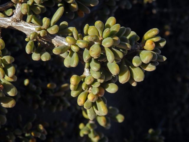 Ceraria namaquensis (Sond.) H. Pearson & Stephens