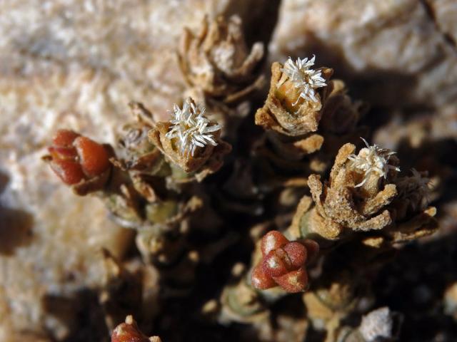 Brownanthus marlothii (Pax) Schwantes