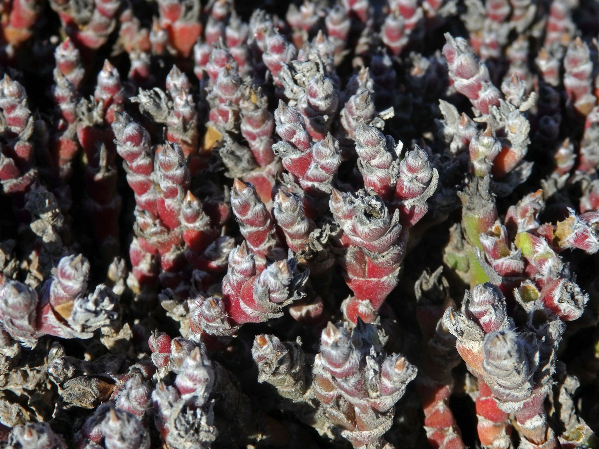 Brownanthus marlothii (Pax) Schwantes