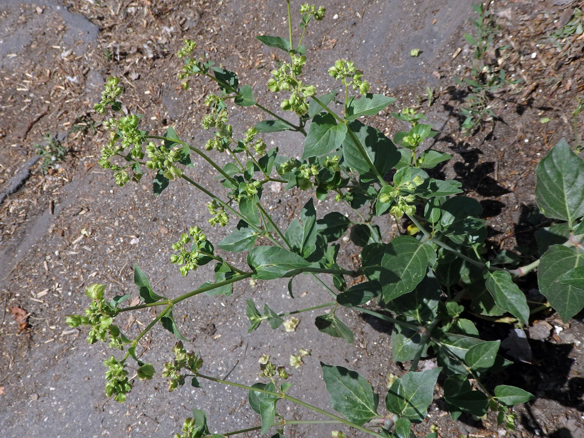 Listenatka nocenkovitá (Oxybaphus nyctagineus (Michx.) Sweet)