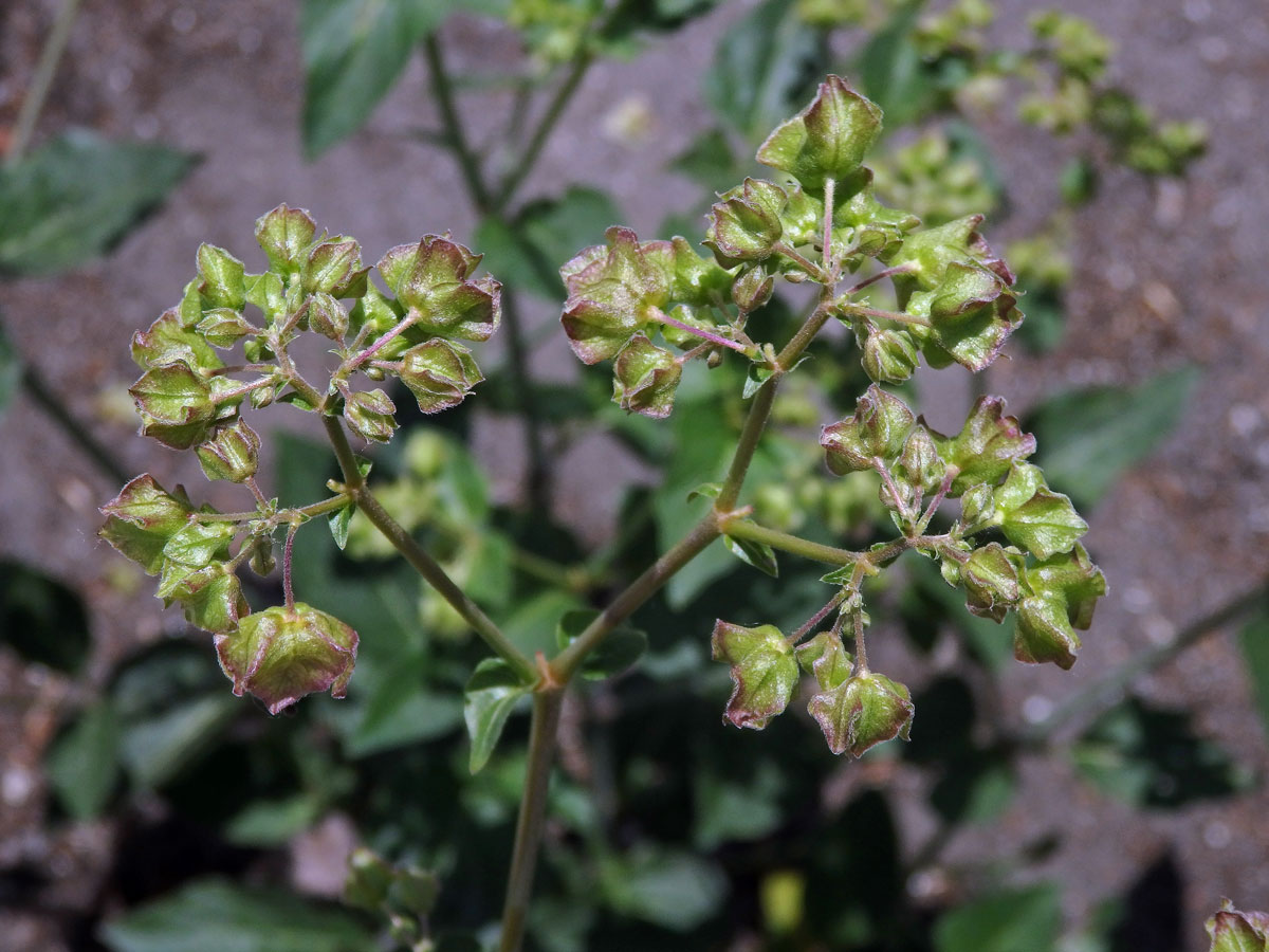 Listenatka nocenkovitá (Oxybaphus nyctagineus (Michx.) Sweet)