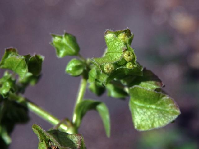 Listenatka nocenkovitá (Oxybaphus nyctagineus (Michx.) Sweet)