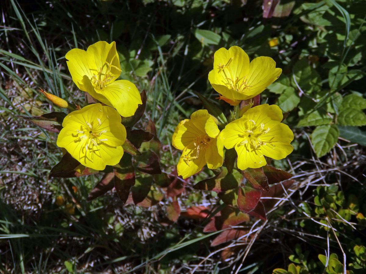 Pupalka (Oenothera glazioviana Micheli ex Mart.)