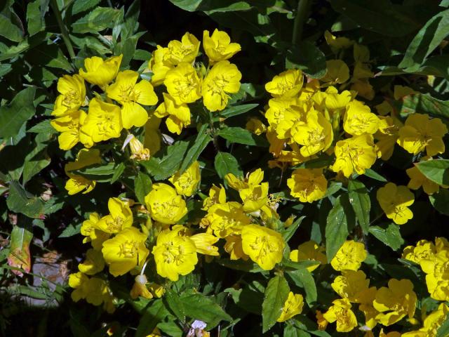 Pupalka (Oenothera glazioviana Micheli ex Mart.)