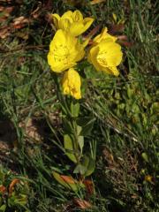 Pupalka (Oenothera glazioviana Micheli ex Mart.)