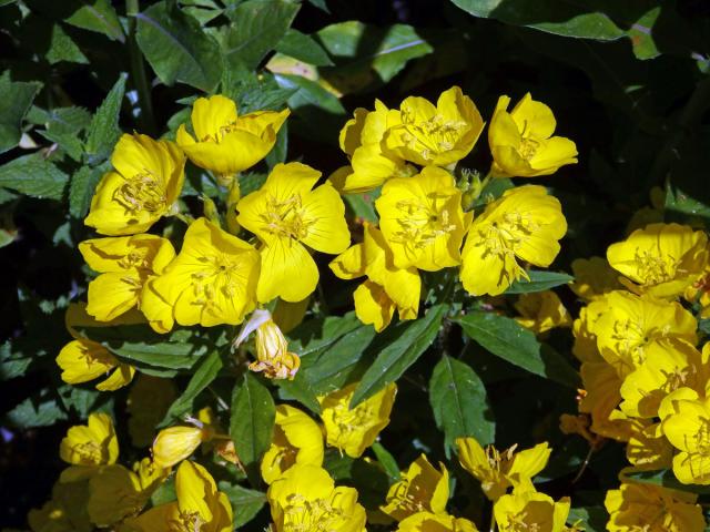 Pupalka (Oenothera glazioviana Micheli ex Mart.)