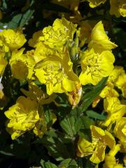 Pupalka (Oenothera glazioviana Micheli ex Mart.)