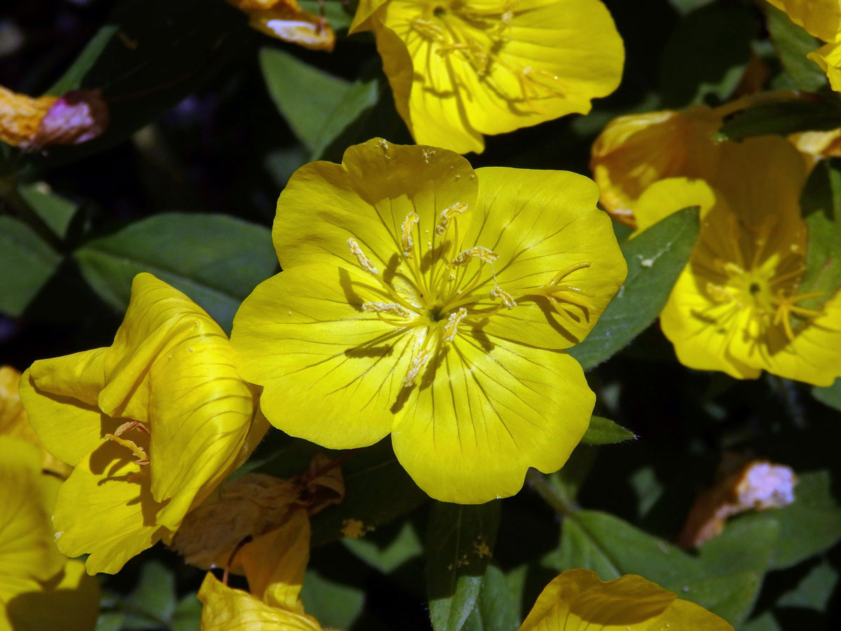 Pupalka (Oenothera glazioviana Micheli ex Mart.)