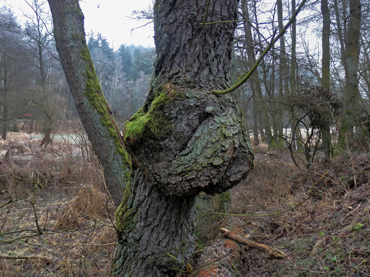 Tumor na olši lepkavé (Alnus glutinosa (L.) Gaertn.) (29a)