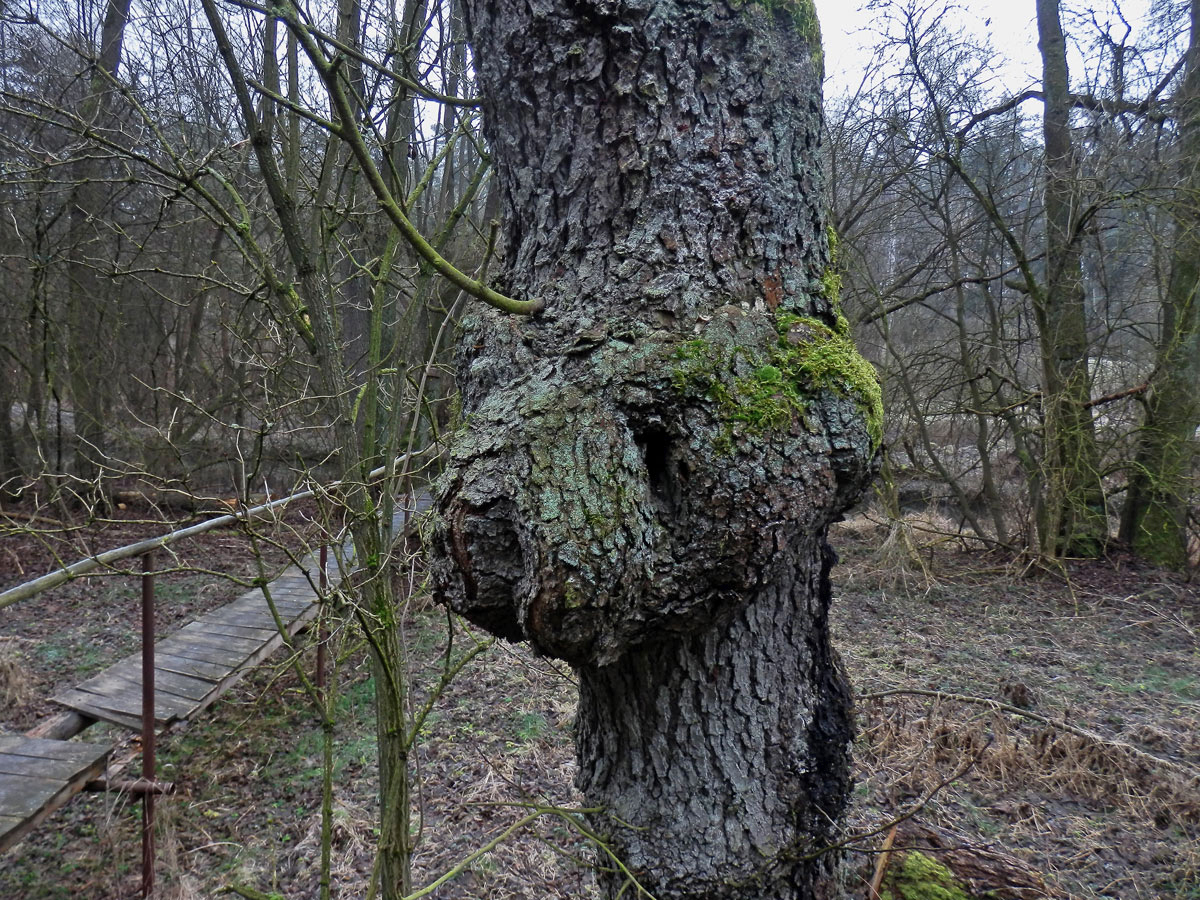 Tumor na olši lepkavé (Alnus glutinosa (L.) Gaertn.) (29b)