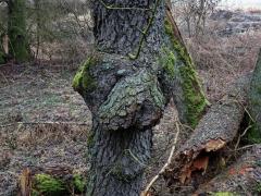 Tumor na olši lepkavé (Alnus glutinosa (L.) Gaertn.) (29c)