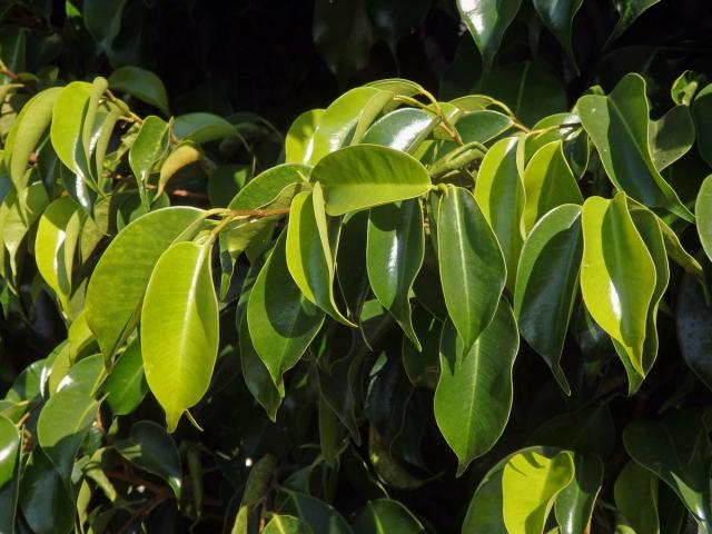 Fílovník drobnolistý (Ficus benjamina L.)