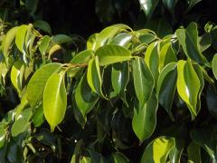 Fílovník drobnolistý (Ficus benjamina L.)   