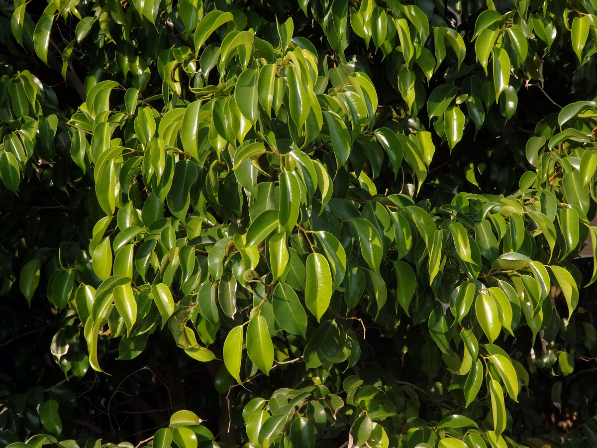 Fílovník drobnolistý (Ficus benjamina L.)