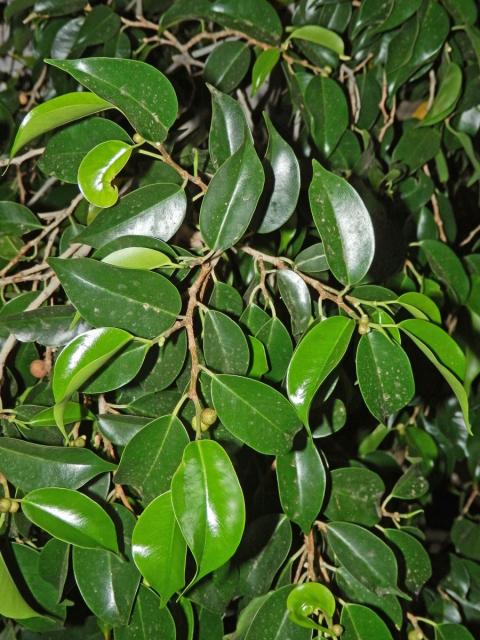 Fílovník drobnolistý (Ficus benjamina L.)