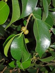 Fílovník drobnolistý (Ficus benjamina L.)