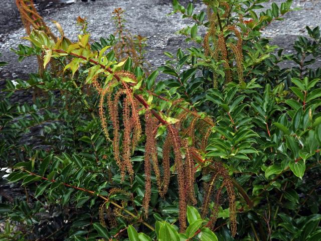 Kožařka (Coriaria arborea Linds.)