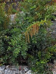 Kožařka (Coriaria arborea Linds.)