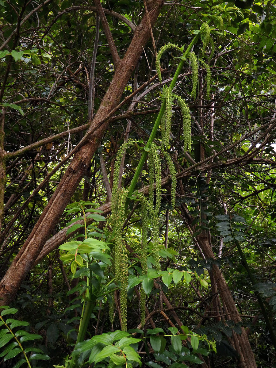 Kožařka (Coriaria arborea Linds.)