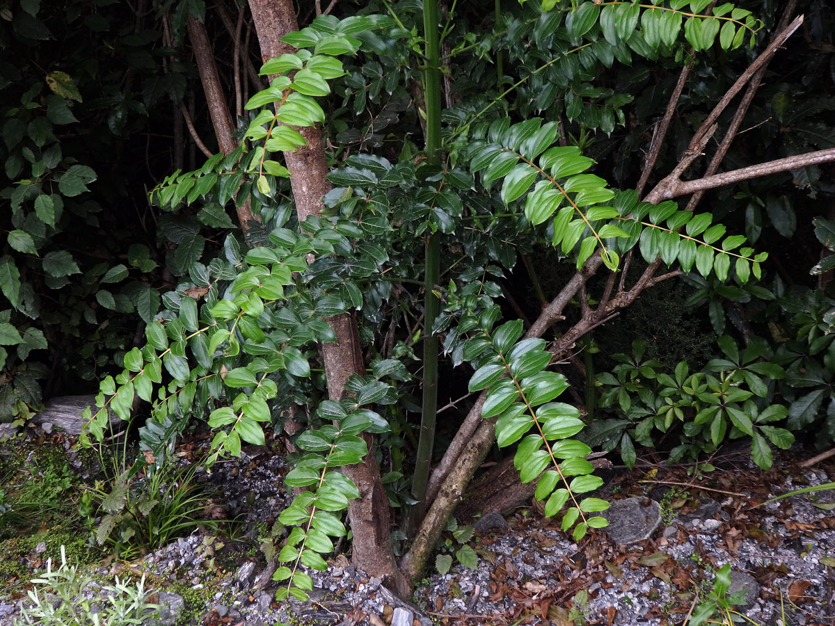 Kožařka (Coriaria arborea Linds.)