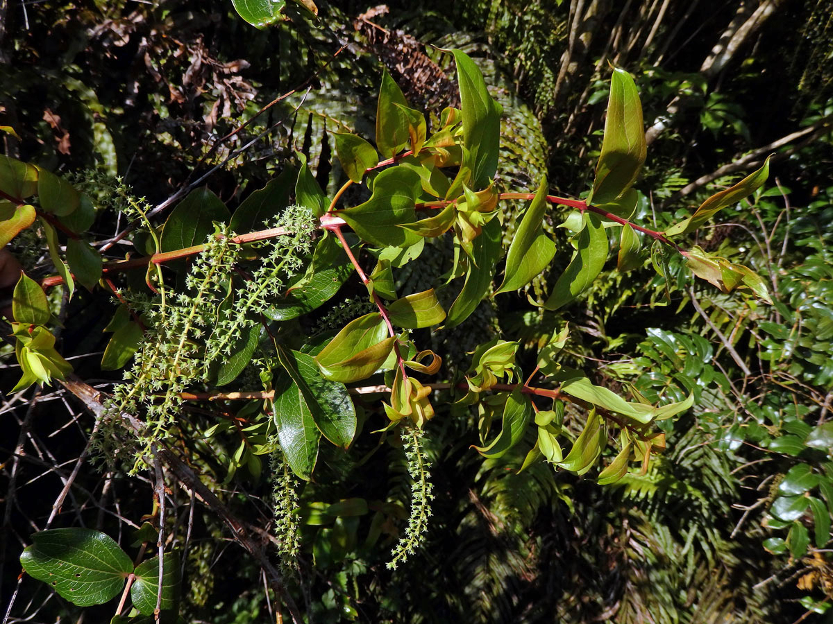 Kožařka (Coriaria arborea Linds.)