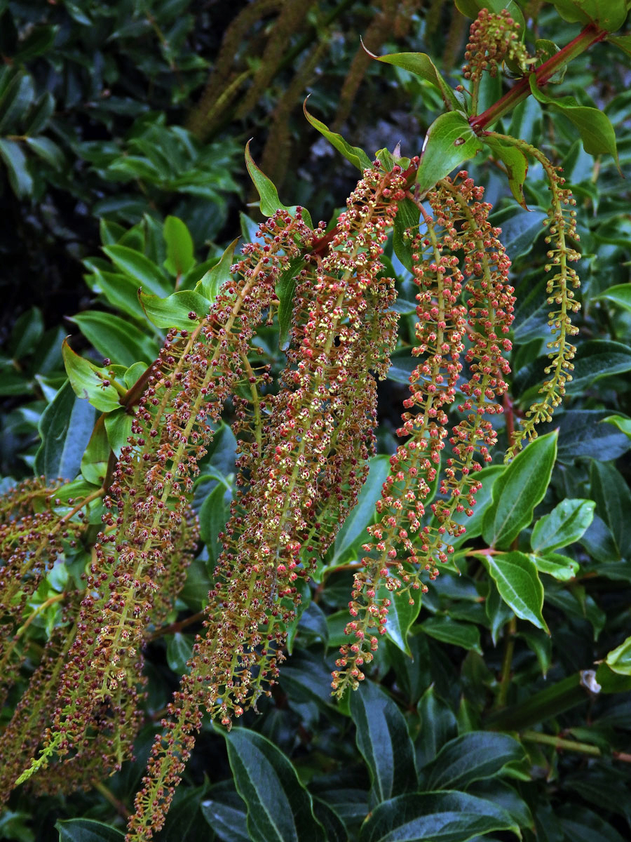 Kožařka (Coriaria arborea Linds.)