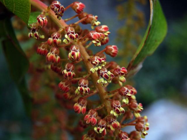 Kožařka (Coriaria arborea Linds.)