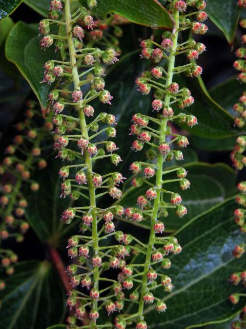 Kožařka (Coriaria arborea Linds.)