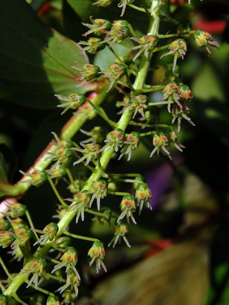 Kožařka (Coriaria arborea Linds.)