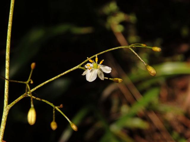 Takara (Dianella haematica Heenan & de Lange)