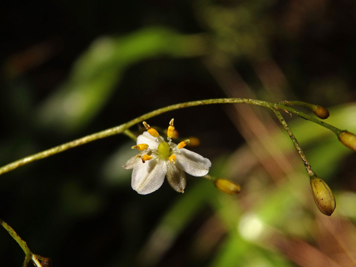 Takara (Dianella haematica Heenan & de Lange)