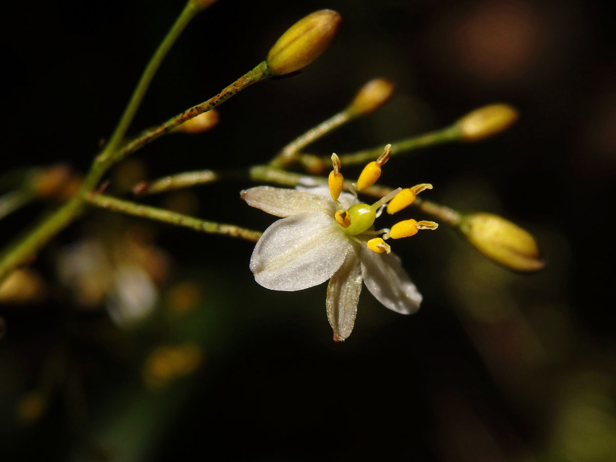 Takara (Dianella haematica Heenan & de Lange)